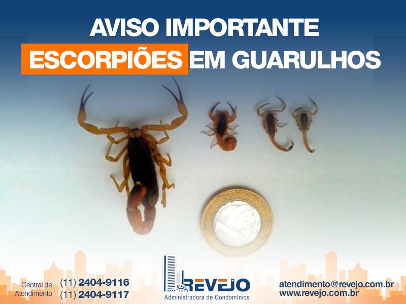 Alerta de Escorpião em Guarulhos