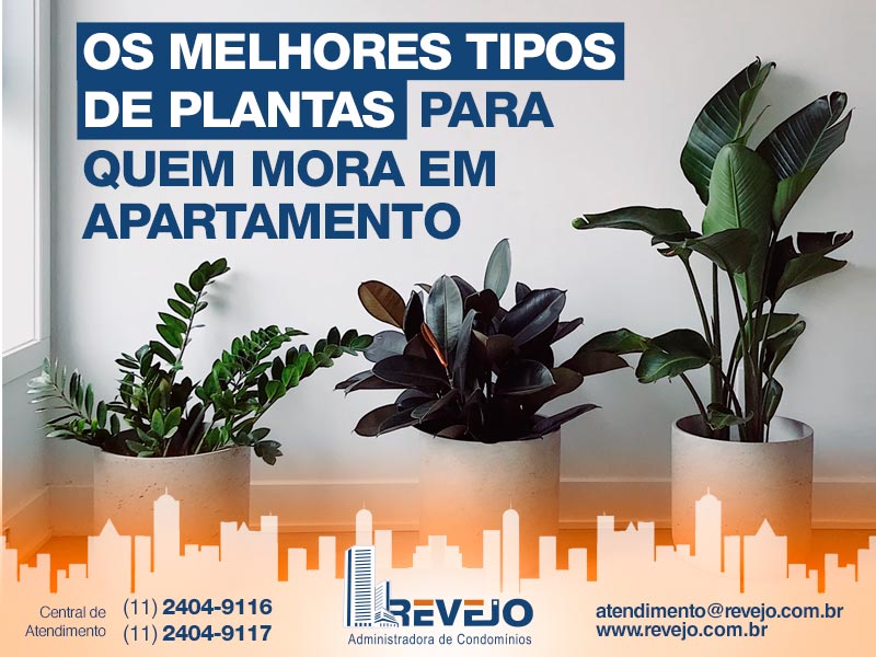 Os Melhores Tipos de Plantas para quem Mora em Apartamento